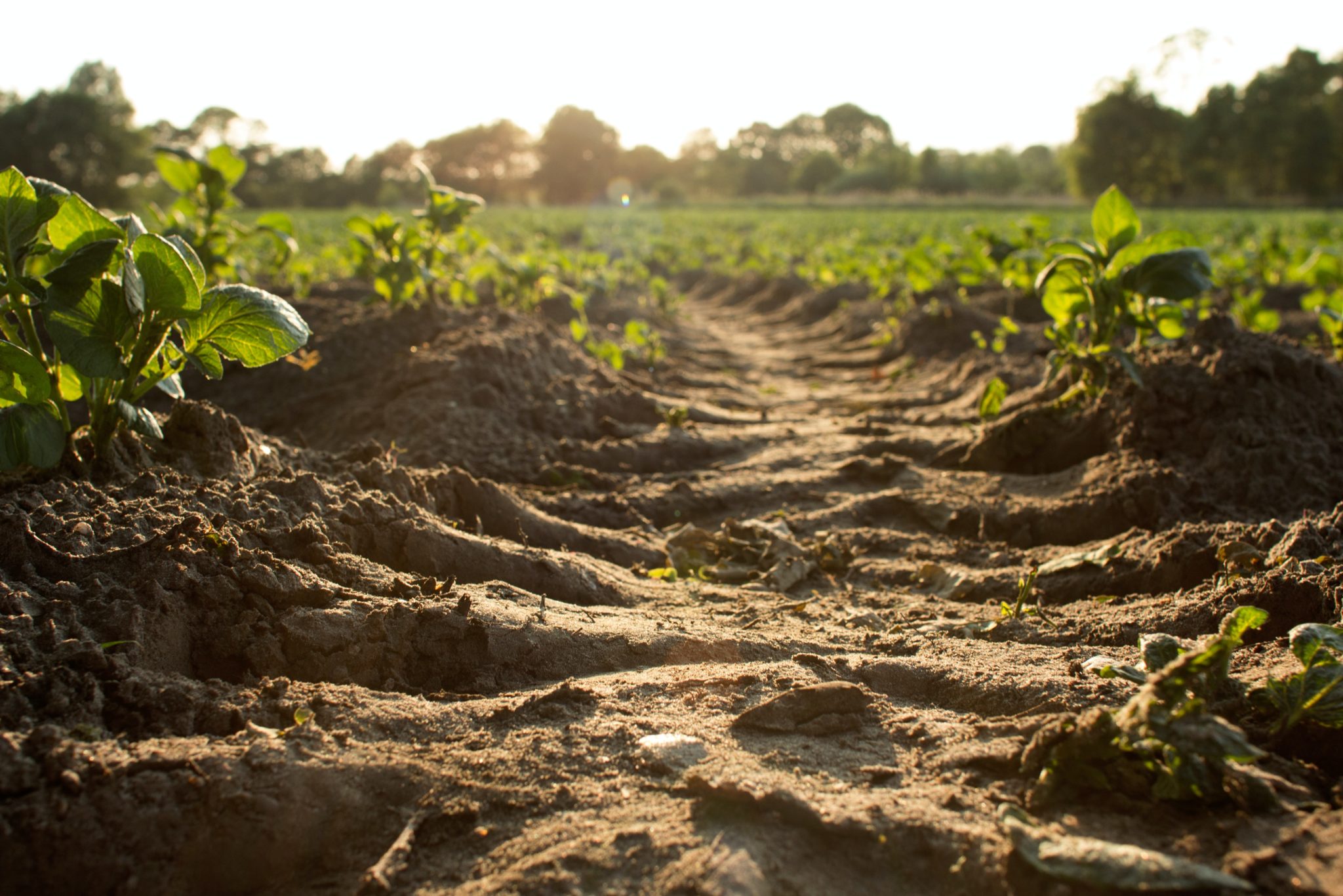 kiss-the-ground-le-documentaire-netflix-sur-l-agriculture-qui-donne-une-autre-vision-de-la