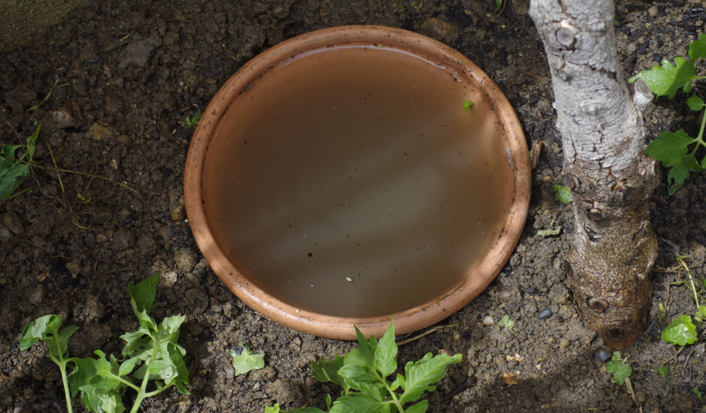 Les Oyas : de l'eau pour les plantes, avec moins d'arrosage
